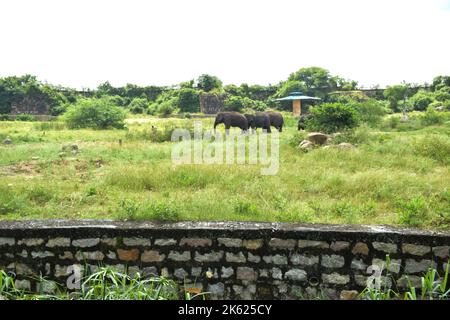 Wildtierelephphten im Zoologischen Park Stockfoto Stockfoto