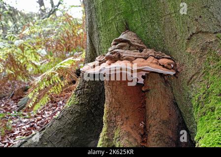 Nahaufnahme eines großen Bracketpilzes, der auf dem Stamm einer Buche wächst Stockfoto