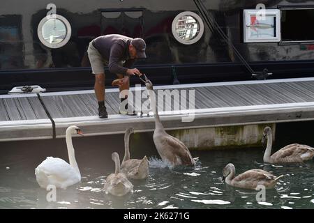 Portishead, Großbritannien. 11. Oktober 2022. An einem warmen Nachmittag in Portishead Marina wird ein Mann auf dem Bootssteg gesehen, der eine Familie von Schwanen füttert. Bildquelle: Robert Timoney/Alamy Live News Stockfoto