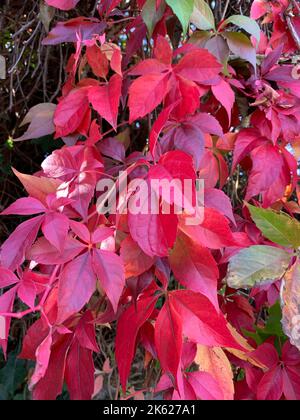 Nahaufnahme der roten Farbe der Blätter, wenn der kräftige Gartenkletterer Parthenocissus quinquefolia. Stockfoto