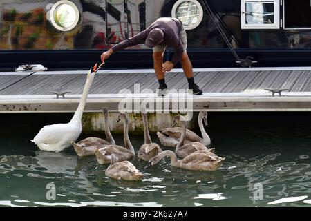 Portishead, Großbritannien. 11. Oktober 2022. An einem warmen Nachmittag in Portishead Marina wird ein Mann auf dem Bootssteg gesehen, der eine Familie von Schwanen füttert. Bildquelle: Robert Timoney/Alamy Live News Stockfoto