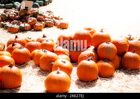 Kürbisse in einem Kürbisfeld Stockfoto