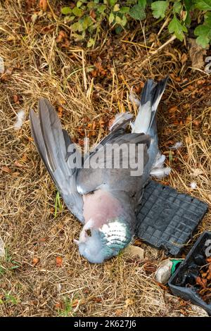 Road-Kill-Taube am Straßenrand Stockfoto