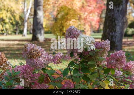 Herbstblüte der panikulierten Hortensien vor dem Hintergrund der Eiche im Herbstgarten. Kemeri Landscape Park. Lettland, Europa Stockfoto
