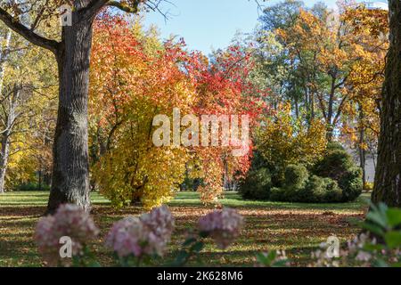 Herbstblüte der panikulierten Hortensien vor dem Hintergrund der Eiche im Herbstgarten. Kemeri Landscape Park. Lettland, Europa Stockfoto
