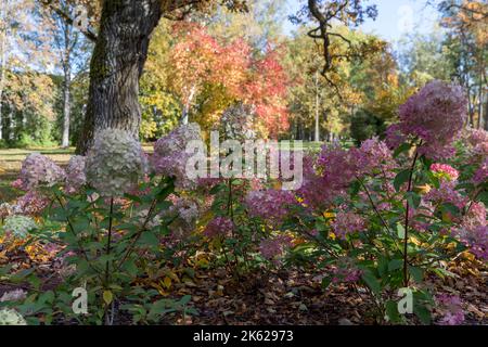 Herbstblüte der panikulierten Hortensien vor dem Hintergrund der Eiche im Herbstgarten. Kemeri Landscape Park. Lettland, Europa Stockfoto
