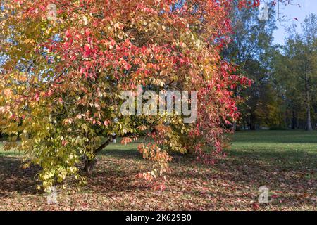 Herbstbaum mit rotem und gelbem Laub im Park. Kemeri Landscape Park. Lettland, Europa Stockfoto