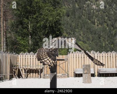 Eule, die in einem trainingsfreien Falknerlager in den Bergen fliegt Stockfoto