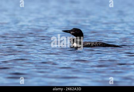 Gemeiner Loon, Gavia immer, Nahaufnahme im wunderschönen kristallklaren Lake Millinocket, Maine, im frühen Herbst Stockfoto