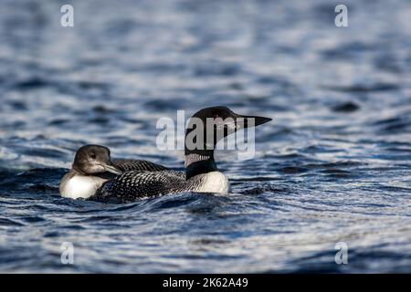 Gemeiner Loon, Gavia immer, mit Jungloon im wunderschönen kristallklaren Lake Millinocket, Maine, im frühen Herbst Stockfoto