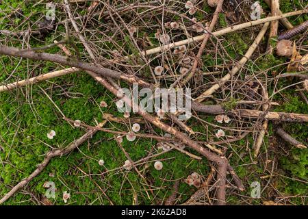 Kleine Pilze von oben in einem Dickicht aus Holz und Moos. Stockfoto