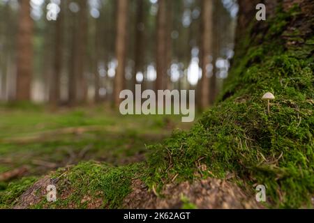 Ein winziger Pilz wächst auf einem grünen moosigen Baum, der die Schönheit der herbstlichen Natur zeigt. Stockfoto