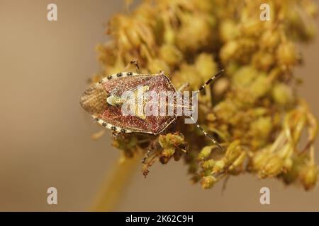 Detaillierte dorsale Nahaufnahme eines erwachsenen Schlehenkäfer, Dolycoris baccarum in einem Garten Stockfoto