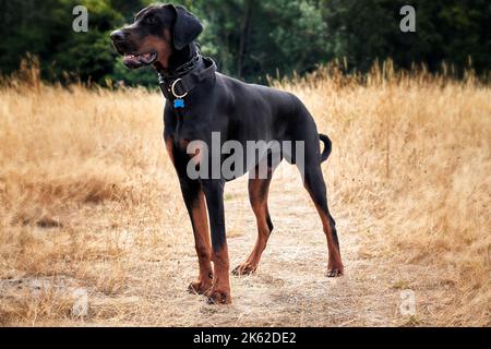 Dobermann Welpenhund steht auf einem Feld auf einem Spaziergang wachsam Stockfoto