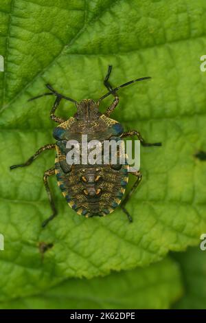 Nahaufnahme einer braunen Instarnymphe des Waldschildbugs, Pentatoma rufipes auf einem grünen Blatt sitzend Stockfoto