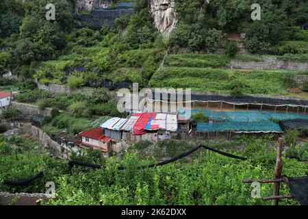 Blick auf die alten Zitronenhaine in Atrani, Italien Stockfoto