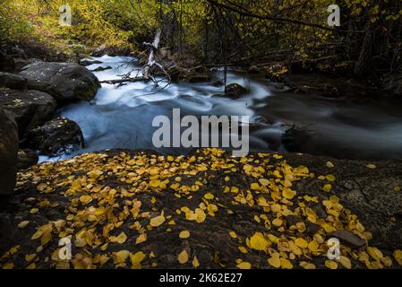 Schöner Bergbach in den Wasatch Mountains in Utah, USA. Dies ist einer von vielen malerischen mtn. Bächen östlich von Salt Lake City. Stockfoto