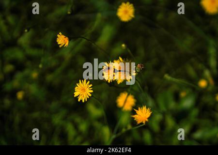 Eine Nahaufnahme von Scorzoneroides autumnalis, allgemein als Herbstfalkbit bezeichnet. Stockfoto