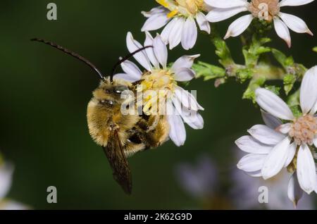 Langhornige Biene, Melissodes sp., männliches Futter auf Drummond-Aster, Symphyotrichum drummondii Stockfoto