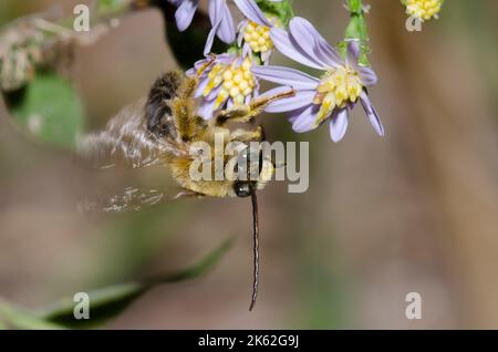 Langhornige Biene, Melissodes sp., männliches Futter auf Drummond-Aster, Symphyotrichum drummondii Stockfoto