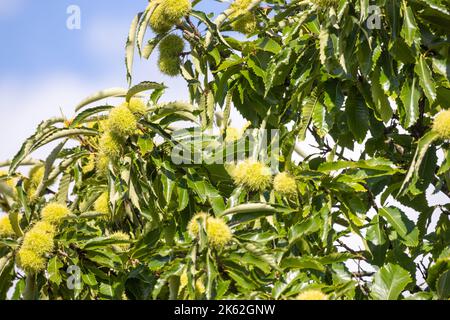 Kastanien in Igeln hängen von Kastanienzweigen kurz vor der Ernte, Herbstsaison. . Hochwertige Fotos Stockfoto