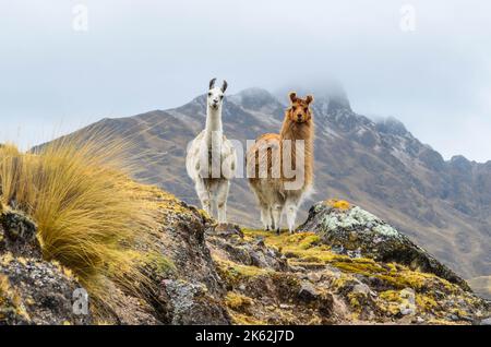 Zwei Lamas stehen auf einem Bergrücken vor einem Berg Stockfoto