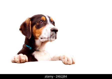 Porträt von traurigen Hund Welpen im Schutz hinter Zaun warten auf auf auf weißen Hintergrund angenommen werden Stockfoto