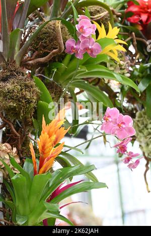 Bromeliad rote und gelbe tropische Pflanze und Orchideen. Stockfoto