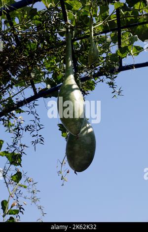 Zwei grüne Flaschenschürzen gegen einen blauen Himmel, Lesbos (Lesbos/Mitylene) . Calabash. Stockfoto