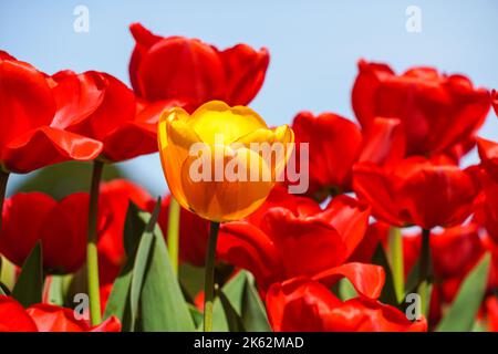 Blühende rote Tulpen mit einer gelben Tulpe im Vordergrund Stockfoto