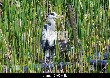 Grey Heron, Ardea cinerea, in grünem Schilf, Großbritannien Stockfoto