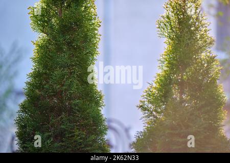 Immergrüne dekorative Thuja-Bäume wachsen vor dem Haus oder im Hinterhof. Garten- und Landschaftskonzept Stockfoto