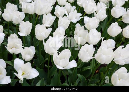 Panorama-Foto von schönen hellen weißen Tulpen auf einem großen Blumenbeet im Stadtgarten Nahaufnahme. Buntes Blumenpanorama. Stockfoto