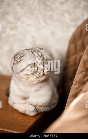 Eine schöne graue große Scottish Fold Katze oder schottische Falte. PET verspielte Katze Stockfoto