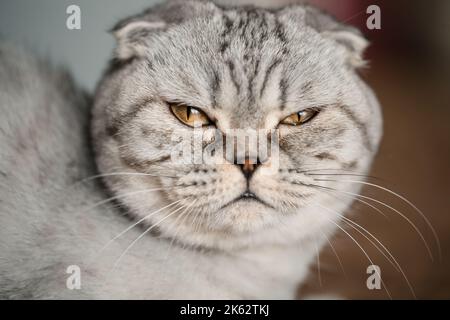 Eine schöne graue große Scottish Fold Katze oder schottische Falte. PET verspielte Katze Stockfoto