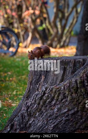 Braunes Eichhörnchen auf Baumstumpf im Park in Lund Schweden im Herbst Stockfoto