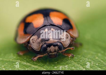 Frontalansicht der Marienkäfer mit 10 Flecken (Adalia decempunctata). Tipperary, Irland. Stockfoto