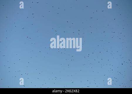 Freiliegender blauer Himmel voller Vögel, die über uns fliegen. Hintergrund, Chaos, schwarz und weiß, Flug, Stockfoto