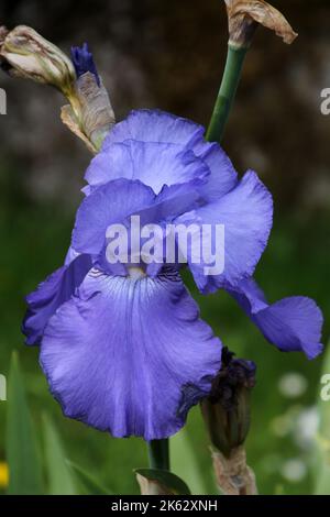 Blaue Sibirische Iris - Iris sibirica in Nahaufnahme Stockfoto