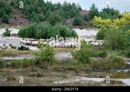 Eine Herde Schoonebeker Schafe mit Heidekraut im Hintergrund und ein Border Collie Hund auf der Brunssumerheide, Niederlande. August 2021 Stockfoto