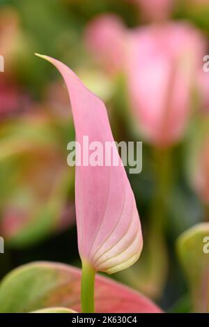 Eine Nahaufnahme einer schönen cremefarbenen und roten Orchideenblume. Stockfoto