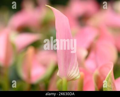 Eine Nahaufnahme einer schönen cremefarbenen und roten Orchideenblume. Stockfoto