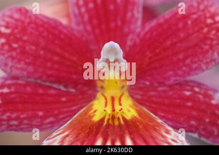 Eine Nahaufnahme einer schönen roten Orchideenblume. Stockfoto