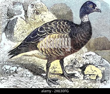 Brent, oder brent Gans / Ringelgans, Branta bernicla, Bernicla torquata, historisch, digital verbesserte Wiedergabe eines Originals aus dem 19. Jahrhundert / Digitale Produktion einer Originalanlage aus dem 19. Jahrhuntert, Stockfoto