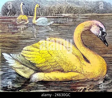 Mute Swan / Höckerschwan, Cygnus olor, historisch, digital verbesserte Wiedergabe eines Originals aus dem 19. Jahrhundert / Digitale Produktion einer Originalanlage aus dem 19. Jahrhuntert, Stockfoto