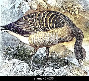 Graylag Gans / Graugans, Anser cinereus, Anser anser, historisch, digital verbesserte Wiedergabe eines Originals aus dem 19. Jahrhundert / Digitale Produktion einer Originalanlage aus dem 19. Jahrhuntert, Stockfoto