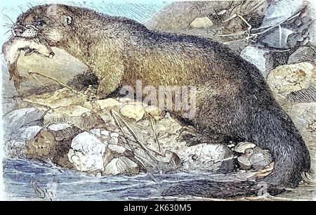 Europäische Fischotter, Eurasische Flussotter, gewöhnliche Fischotter und Alte Welt Fischotter/gemeiner Fischotter, Fischotter, Lutra Lutra, historisch, digital verbesserte Wiedergabe eines Originals aus dem 19. Jahrhundert / Digitale Produktion einer Originalanlage aus dem 19. Jahrhundert. Jahrhuntert, Stockfoto