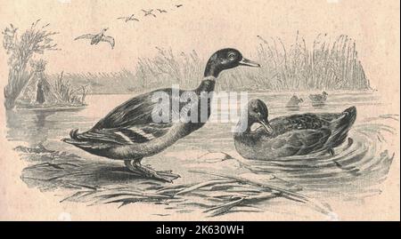 Antike gravierte Illustration der wilden Ente. Vintage-Illustration der wilden Ente. Altes eingraviertes Bild des Vogels. Die Stockente oder Wildente (Anas platyrhynchos) ist eine taumelnde Ente, die im gemäßigten und subtropischen Amerika, Eurasien und Nordafrika brütet und nach Neuseeland, Australien, Peru, Brasilien, Uruguay, Argentinien, Chile, Kolumbien, die Falklandinseln und Südafrika. Diese Ente gehört zur Unterfamilie Anatinae der Wasservogelfamilie Anatidae. Männchen haben violette Flecken auf ihren Flügeln, während die Weibchen (Hühner oder Enten) hauptsächlich braun-gesprenkelt p haben Stockfoto