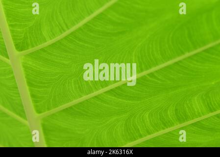 Grünes Colocasia-Blatt mit schönen Adern, das Elefantenohr. Stockfoto