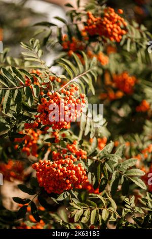 Zierbaum mit orangen Vogelbeeren im Garten in Die Sonne Stockfoto